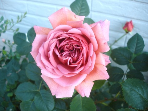20100606
