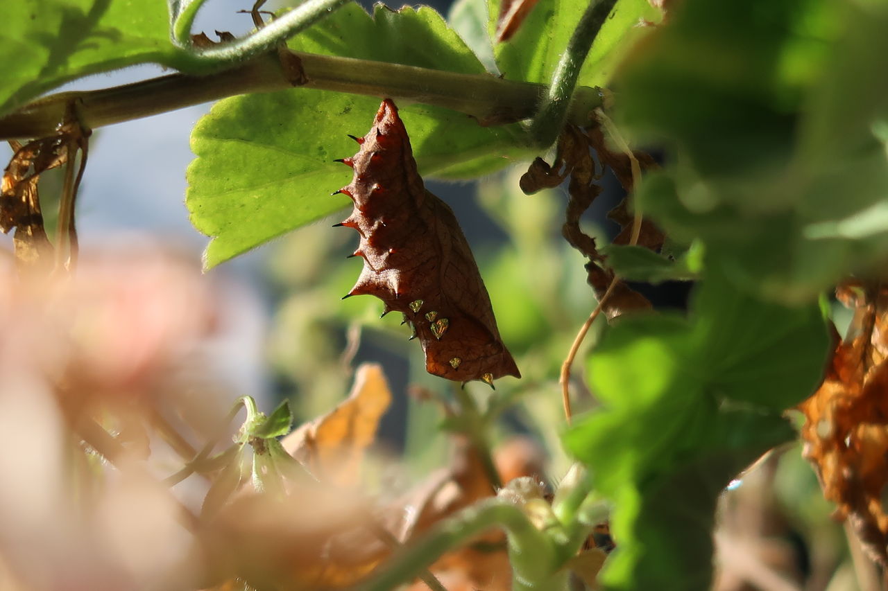ピノ子観察日記 ツマグロヒョウモンが羽化しました ピノ子の庭
