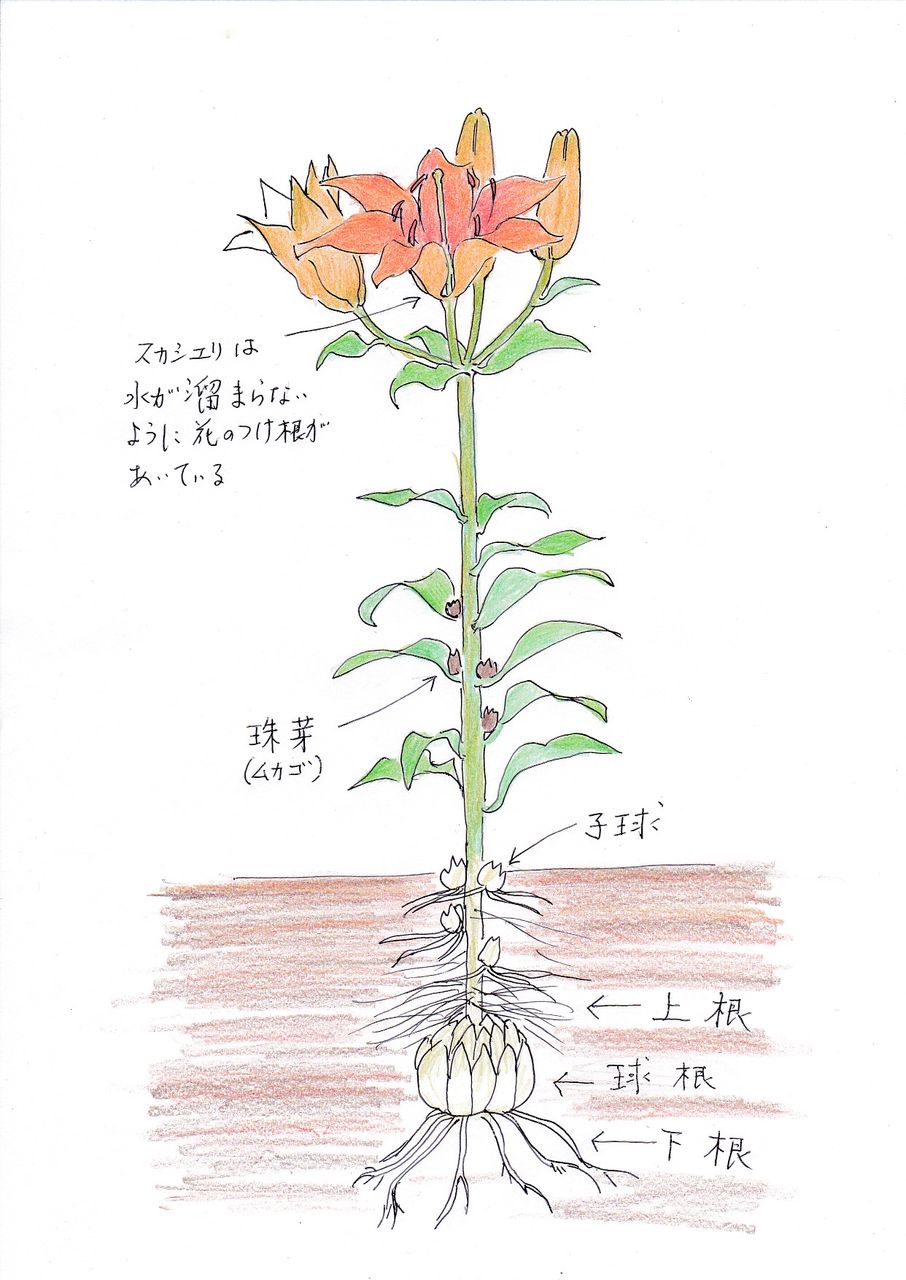 10月ですユリを植えましょう ユリの種類別植え方と失敗しない管理の仕方 ピノ子の庭