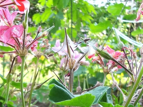 ゼラニウム種