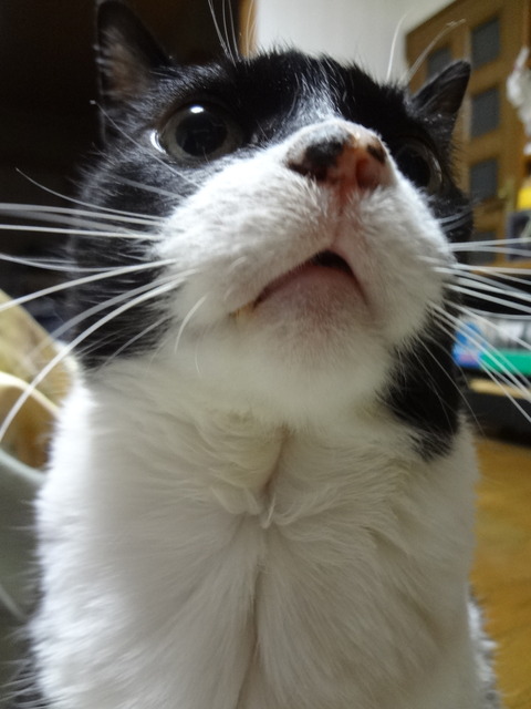 兄貴メシくれ!20190506