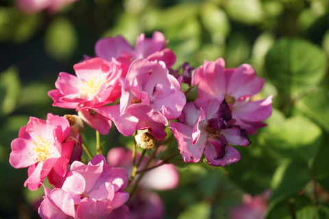 チリチリの花びら