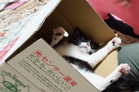 箱もの
