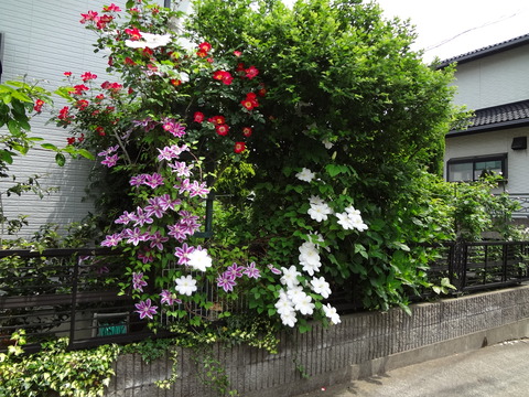 20120526バラとクレマチス2