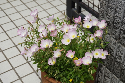 2018年5月12日月見草