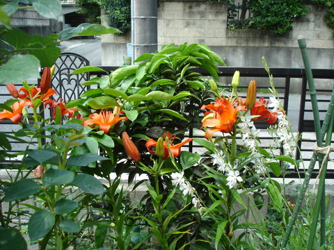 20060626スカシユリ