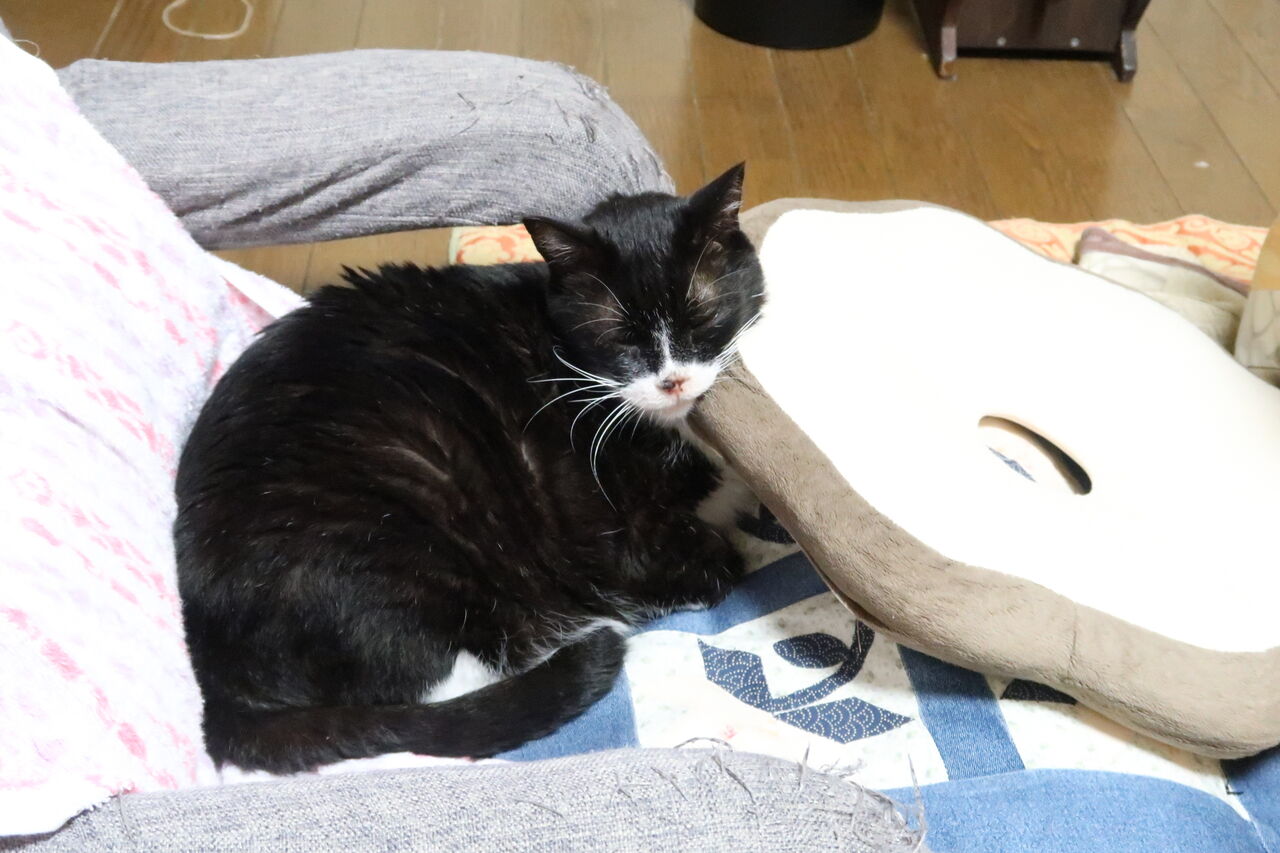 肥満猫だった愛猫ソラ 肝リピドーシス になる 治療2週間の経過と治療費 ピノ子の庭