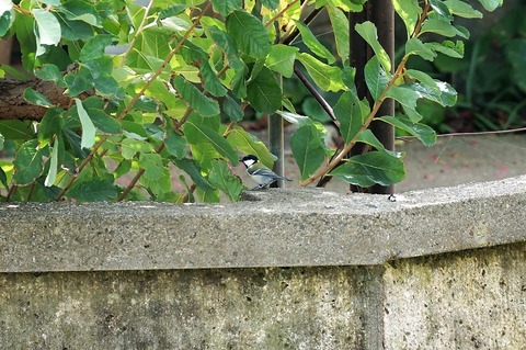 20180922シジウカラ