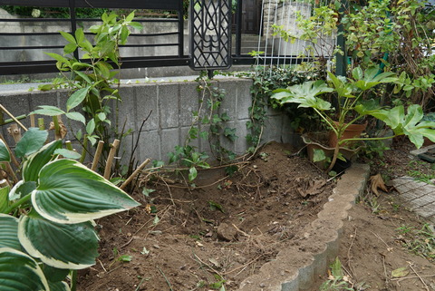 西側通路に芽を出したヤツデ
