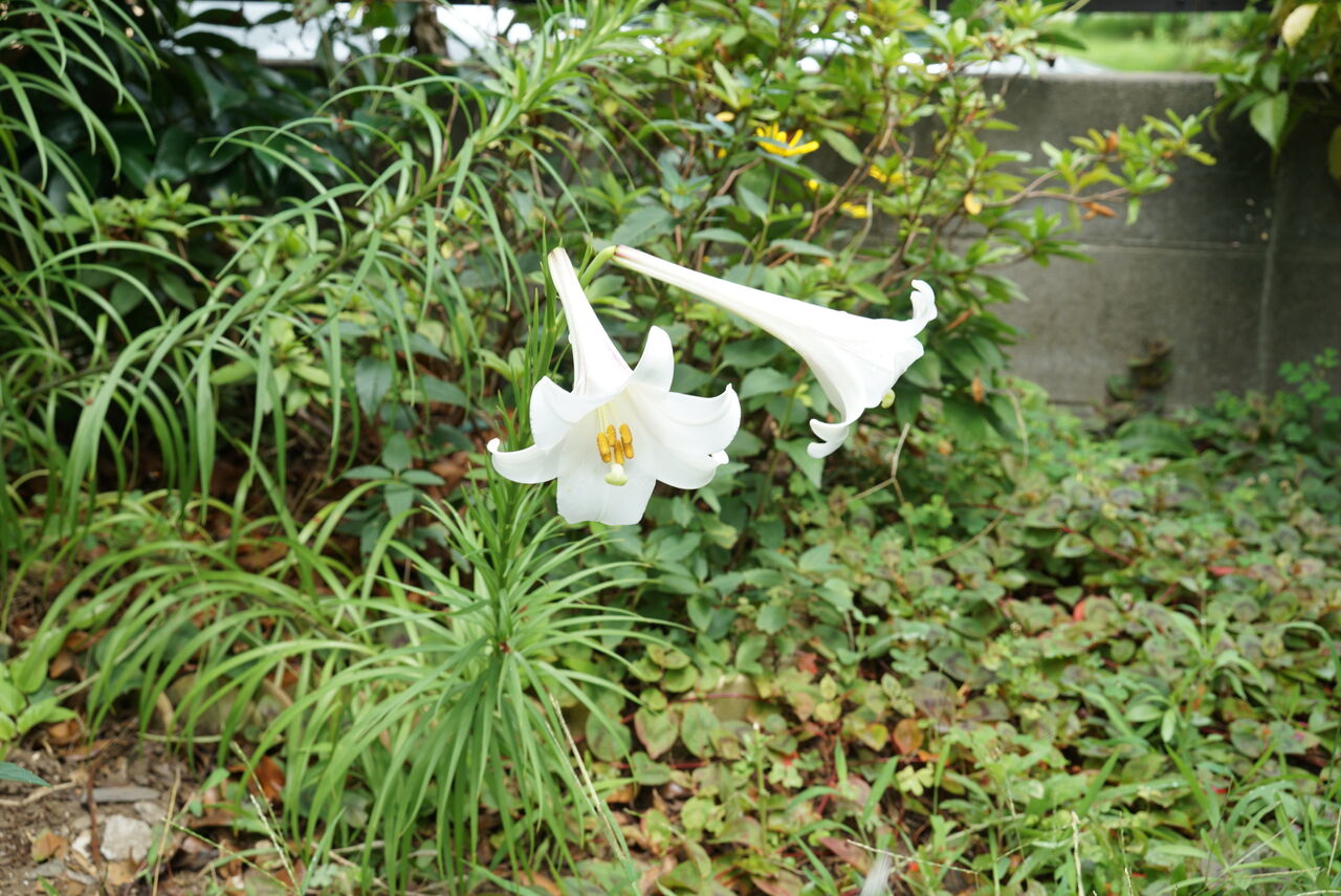 真夏の暑さに強いタカサゴユリ 台湾ユリ の良い花を咲かせる育て方 ピノ子の庭 真夏の暑さに強いタカサゴユリ 台湾ユリ の良い花を咲かせる育て方 ピノ子の庭