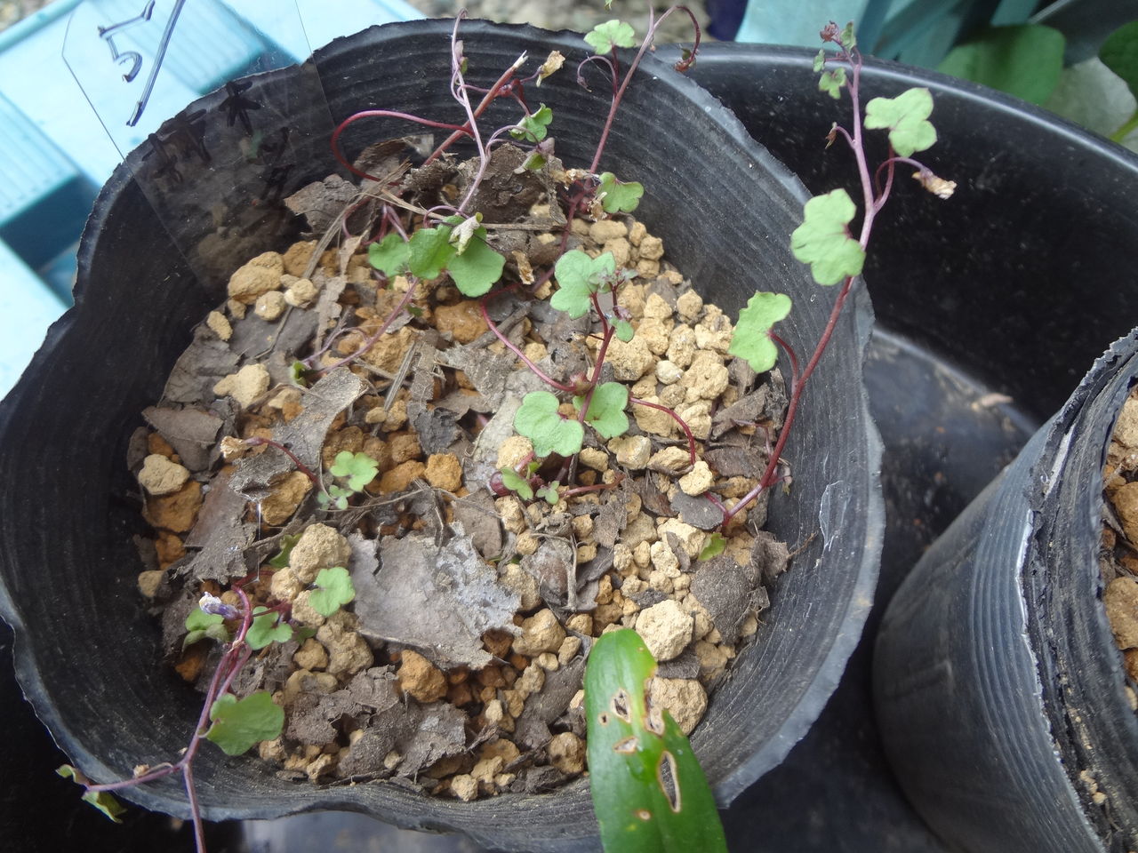 大好きな植物の挿し木に挑戦 フレンチラベンダー ツタバウンラン シャコバサボテン他 ピノ子の庭 大好きな植物の挿し木に挑戦 フレンチラベンダー ツタバウンラン シャコバサボテン他 ピノ子の庭