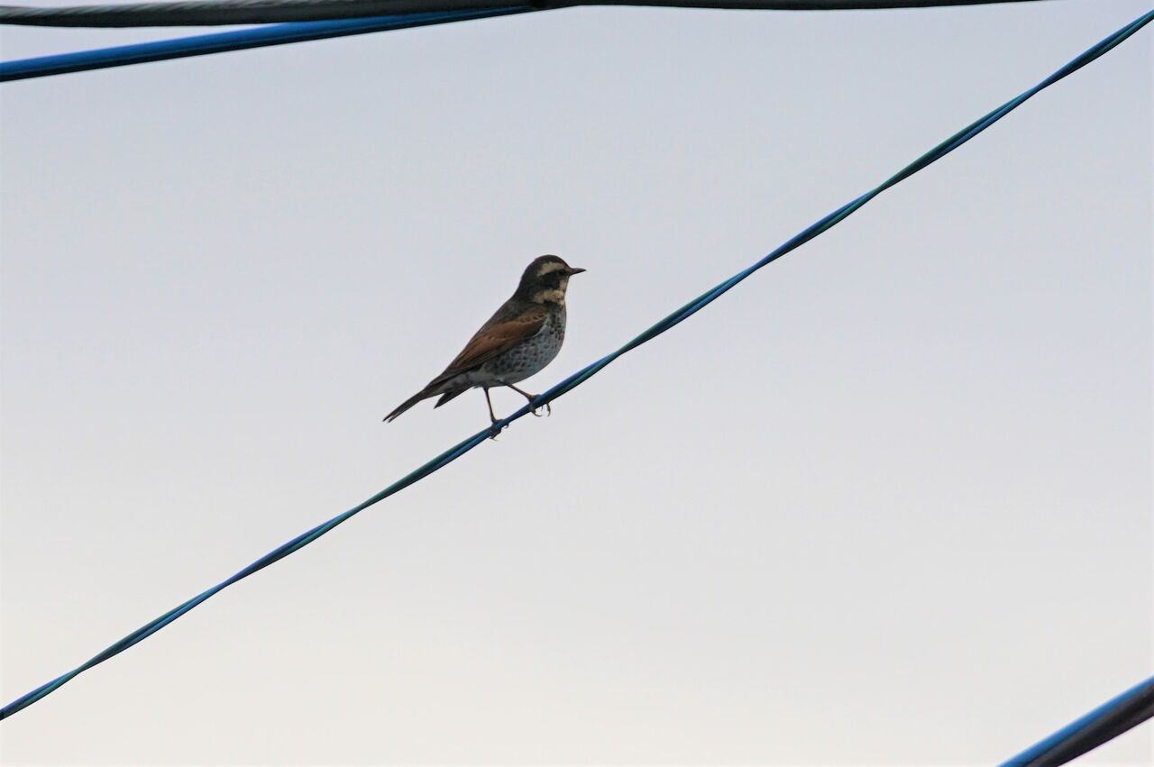 冬庭に来る野鳥ツグミ コゲラ 四十雀写真集 ピノ子の庭