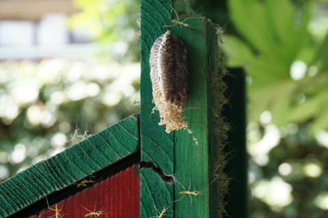 20150620カマキリふ化2