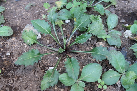 20210921春に植え替えた株