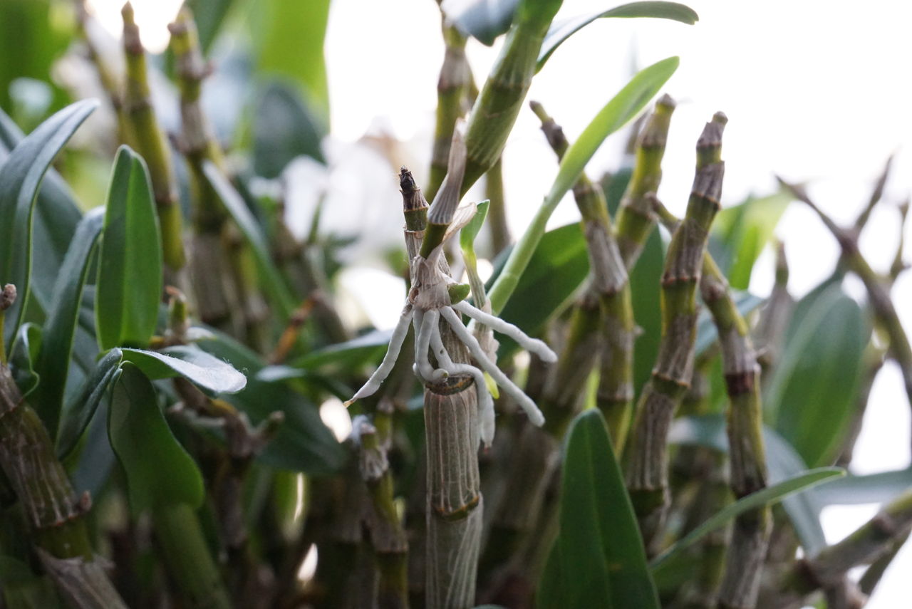 デンドロビウムの植え替えとかわいい花を咲かせる方法 ピノ子の庭 デンドロビウムの植え替えとかわいい花を咲かせる方法 ピノ子の庭