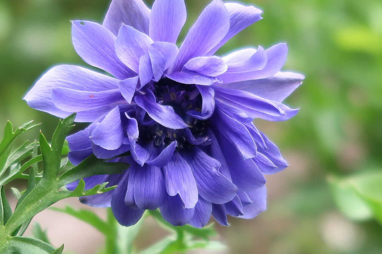 ピノ子日記 庭の花の写真集 バラ アネモネ ポピーなど ピノ子の庭