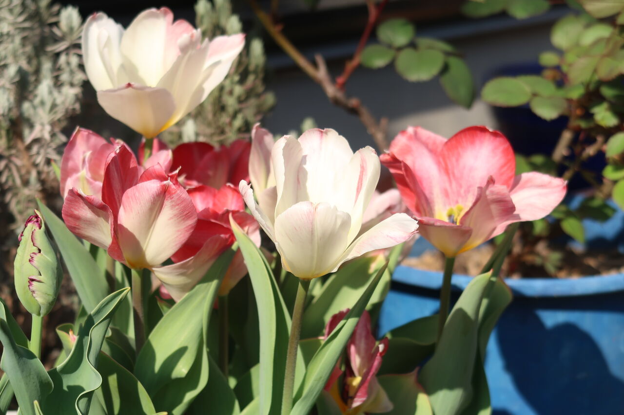 4月の庭は花いっぱい チューリップ水不足の結末 ピノ子の庭