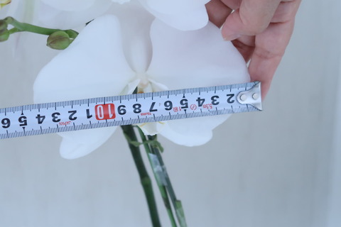 14.5㎝の巨大輪