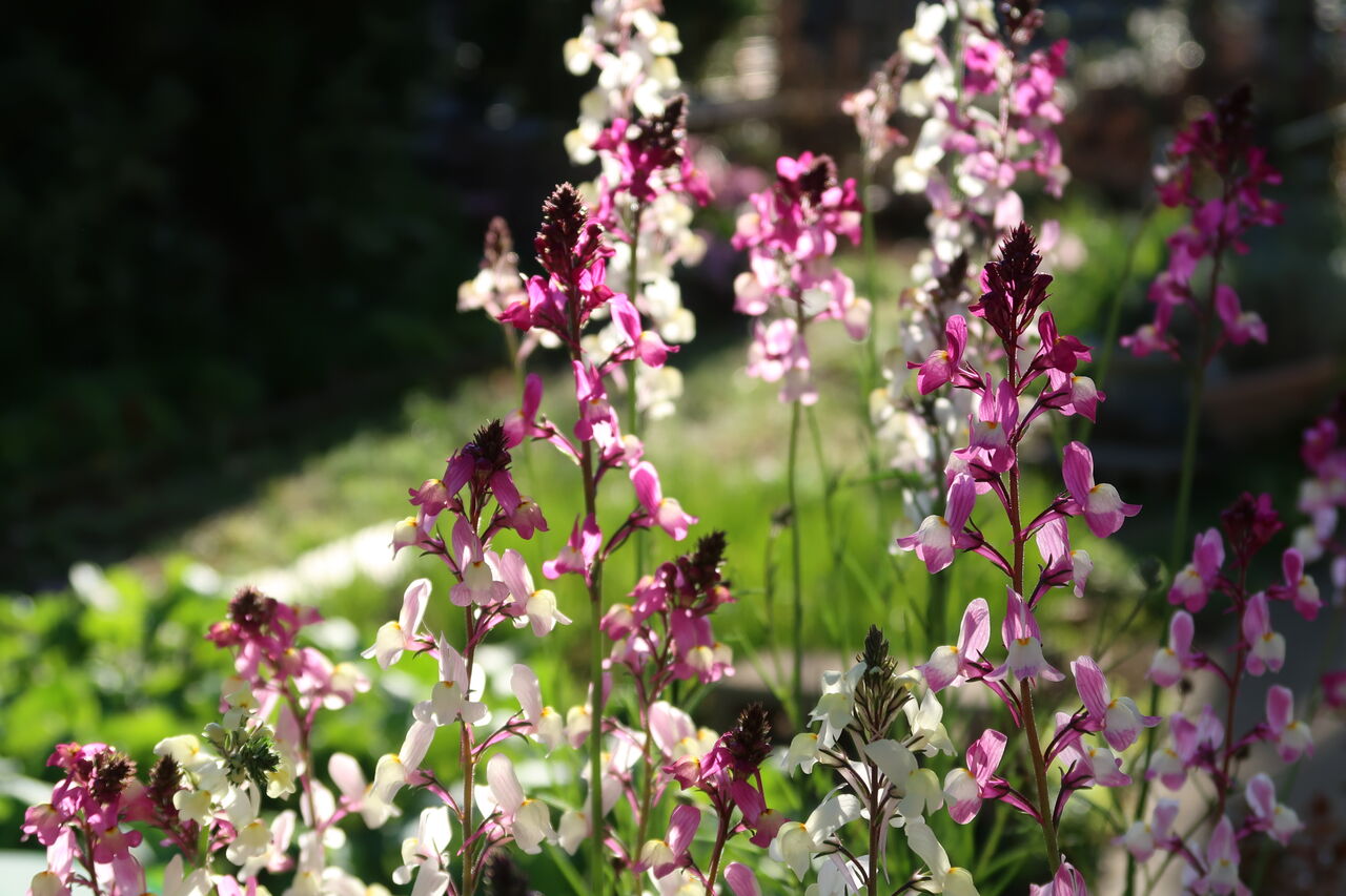 かれんで華奢だけどこぼれ種で毎年咲く丈夫なリナリア 姫キンギョソウ の育て方 ピノ子の庭