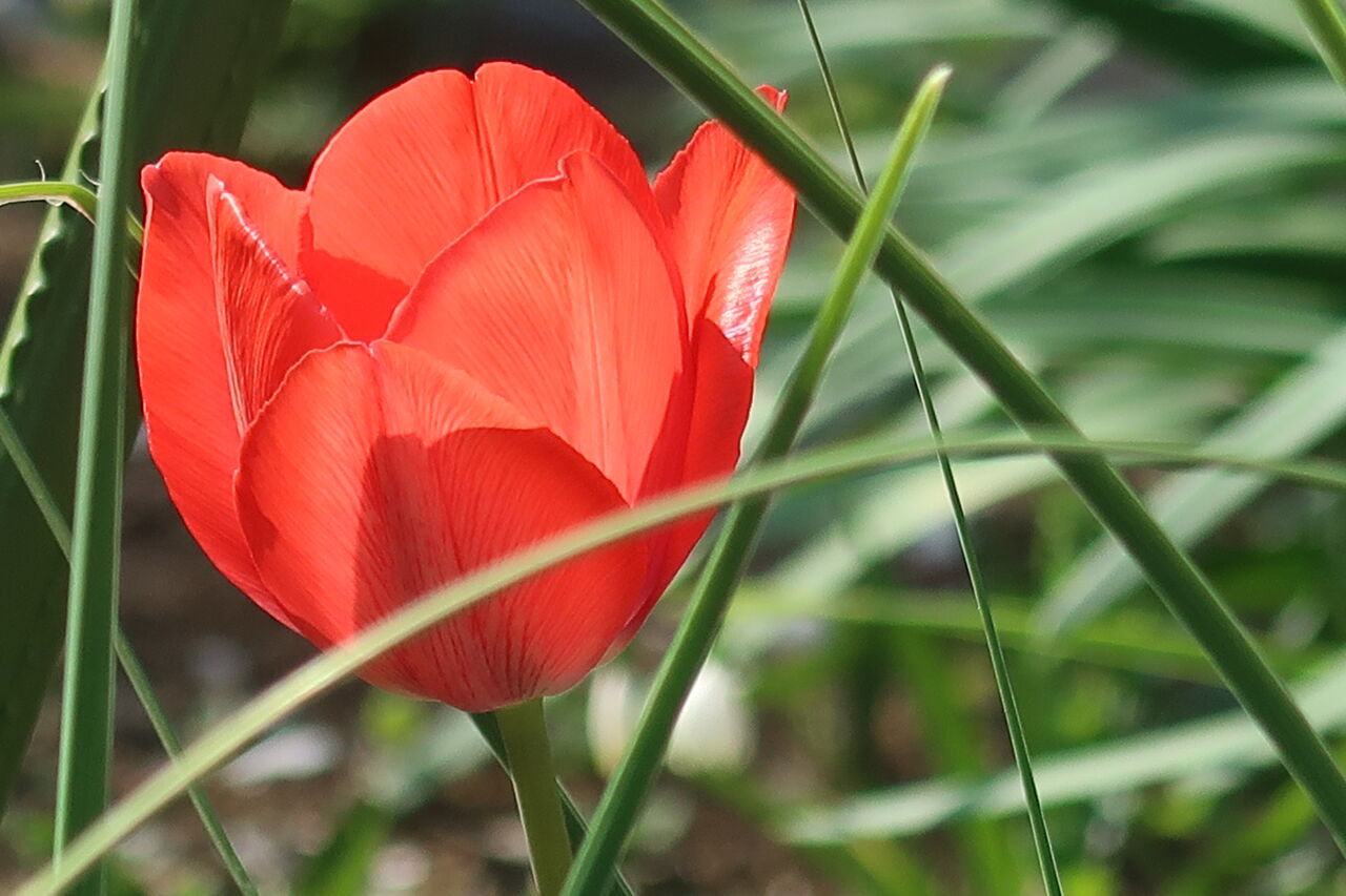 4月の庭は花いっぱい チューリップ水不足の結末 ピノ子の庭