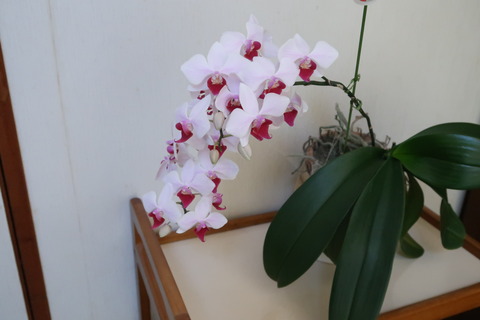 10月1日胡蝶蘭