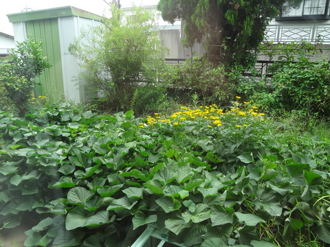 20180806芋畑