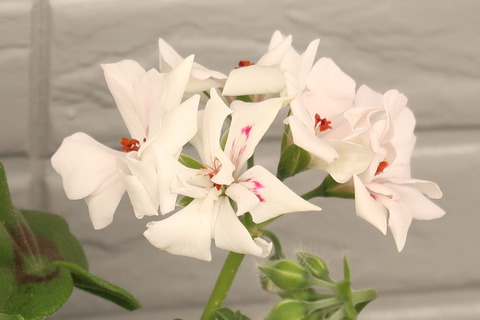 20220218シビルサンディ花
