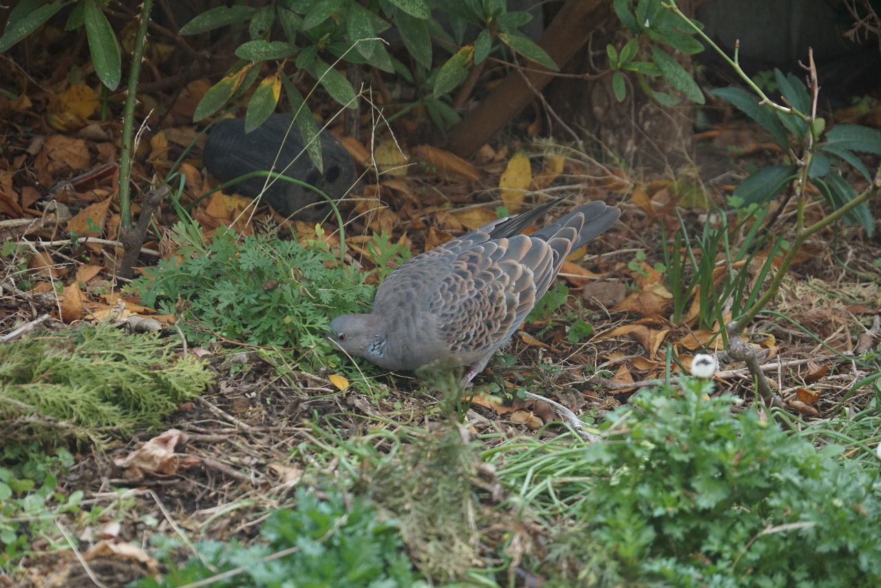 キジバト 雉鳩 庭に来る野鳥 ピノ子の庭