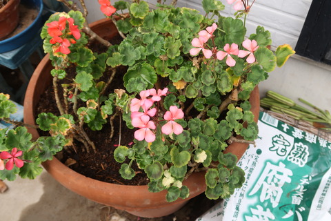 20201004ゼラニウム寄せ植え