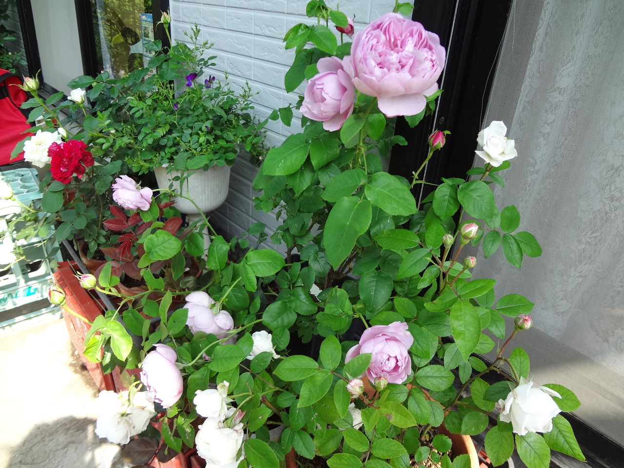 バラの天敵カミキリムシを捕まえる ピノ子の庭
