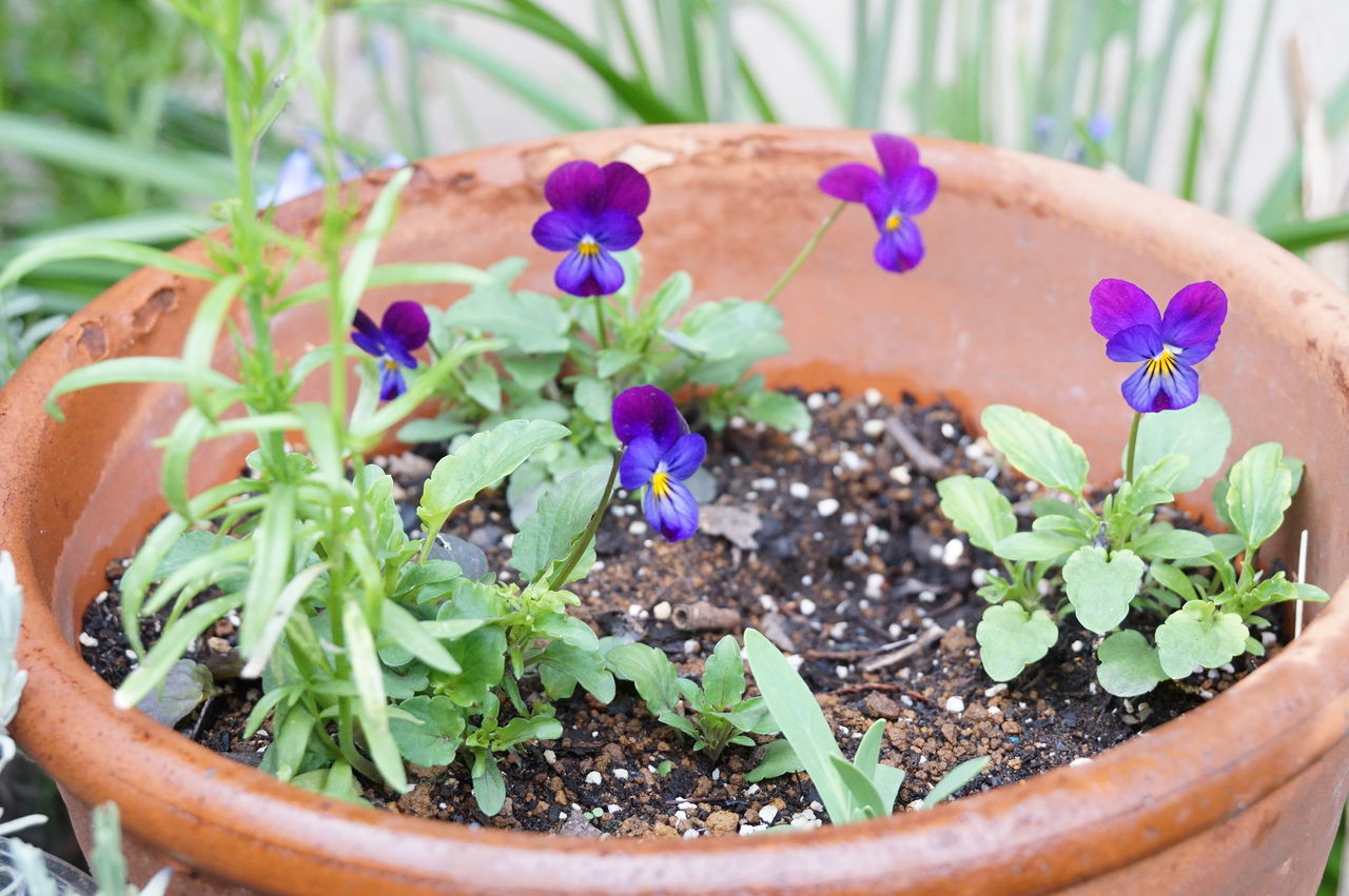 丈夫な植物で飾る5月の庭と植え付け時期で変わるシラーの花 ピノ子の庭 丈夫な植物で飾る5月の庭と植え付け時期で変わるシラーの花 ピノ子の庭
