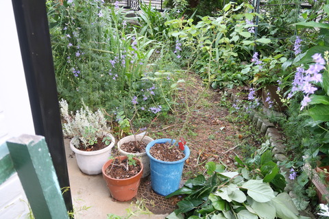 バラの植替え