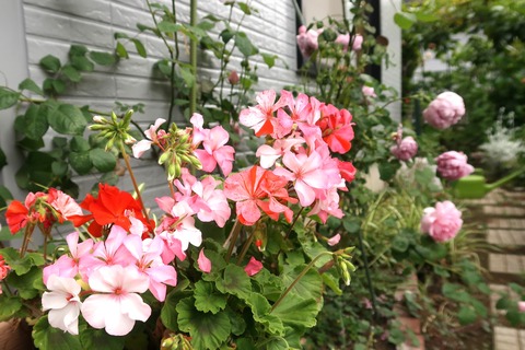 20210515ゼラニウムとばら_切取色