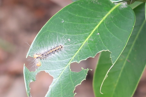 チャドクガの毛虫ふ