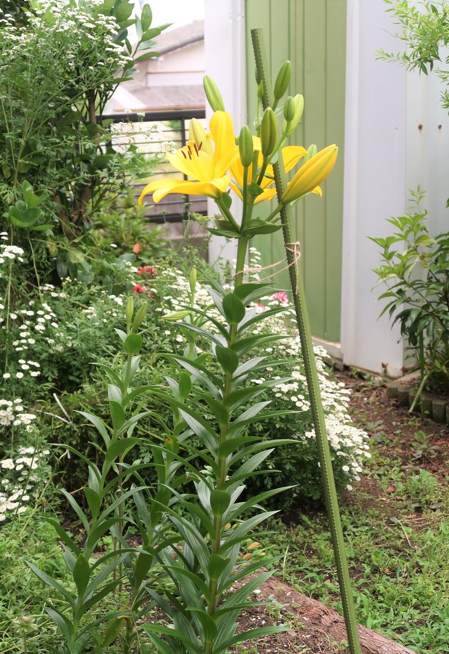 秋植え球根第二弾ユリ アルストロメリアの開花 まだ咲いているアネモネ ピノ子の庭
