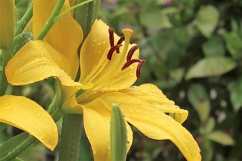 20220615雨の日の花