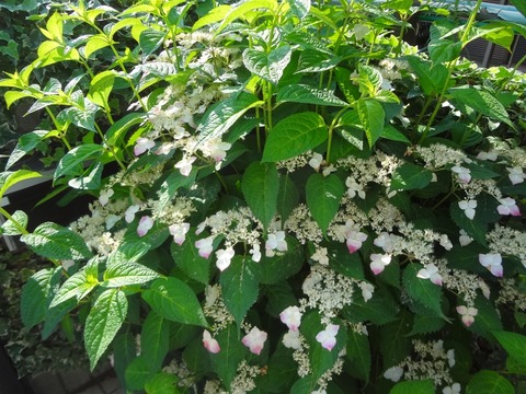 160618額紫陽花(紅)