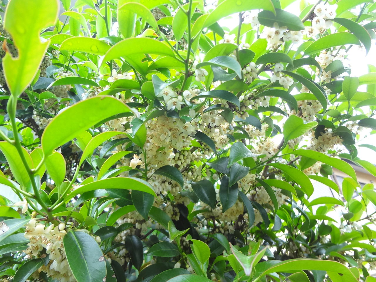 日本の花木サカキ 榊 の魅力再発見 植え方と手入れ ピノ子の庭