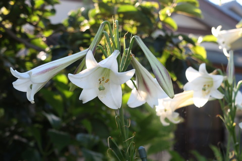 20210806高砂百合