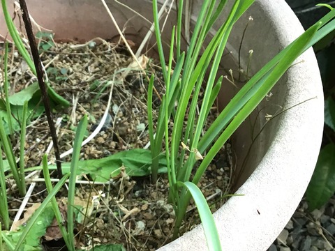 芽を出したムスカリ