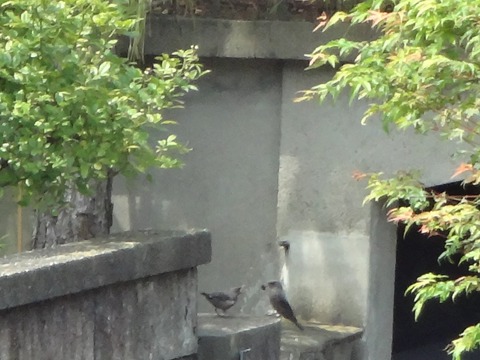 20140722給餌