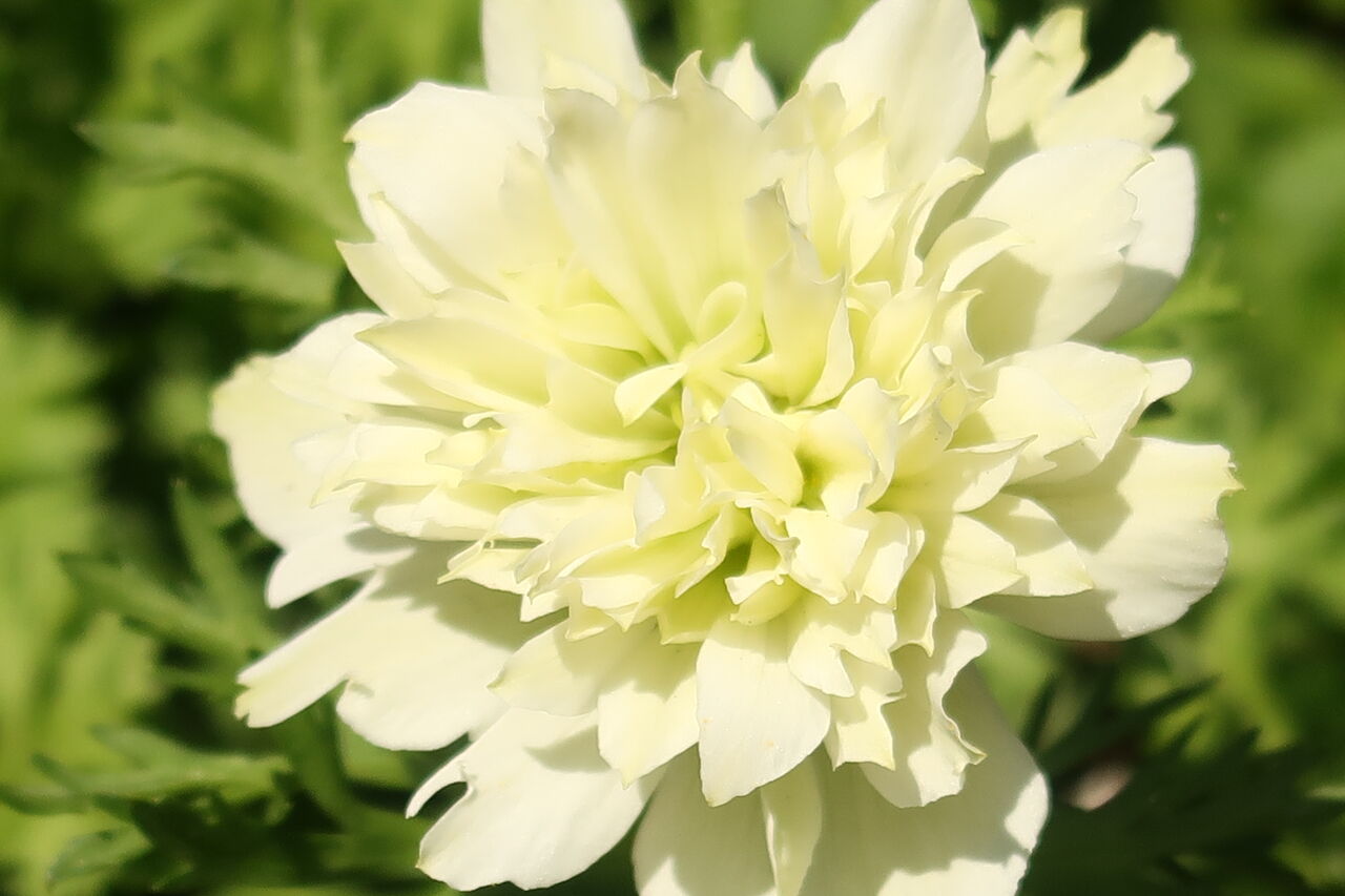 ピノ子日記 息子たちの腕力頼みで太い木を切る アネモネの花咲きました ピノ子の庭