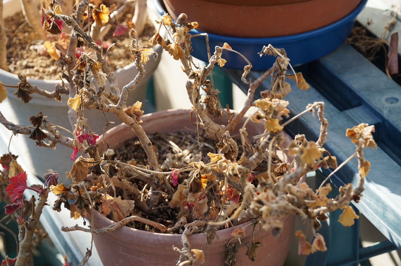 ゼラニウム年間の手入れと大きな花を咲かせるためのコツ ピノ子の庭