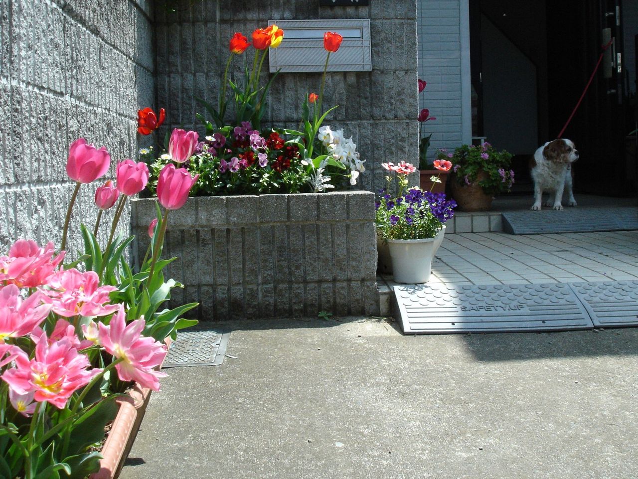 秋に植えるチューリップの開花を調節して花を長く楽しむ ピノ子の庭