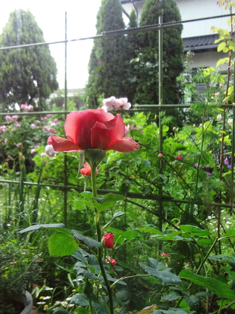 DSC00877