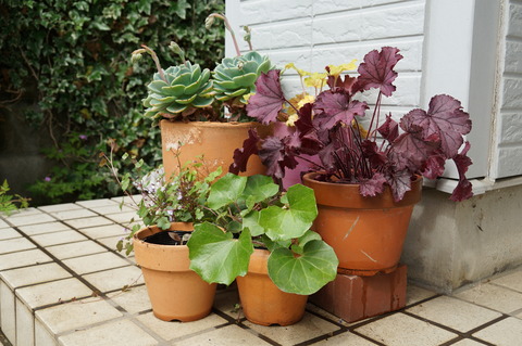 190501玄関前の植物