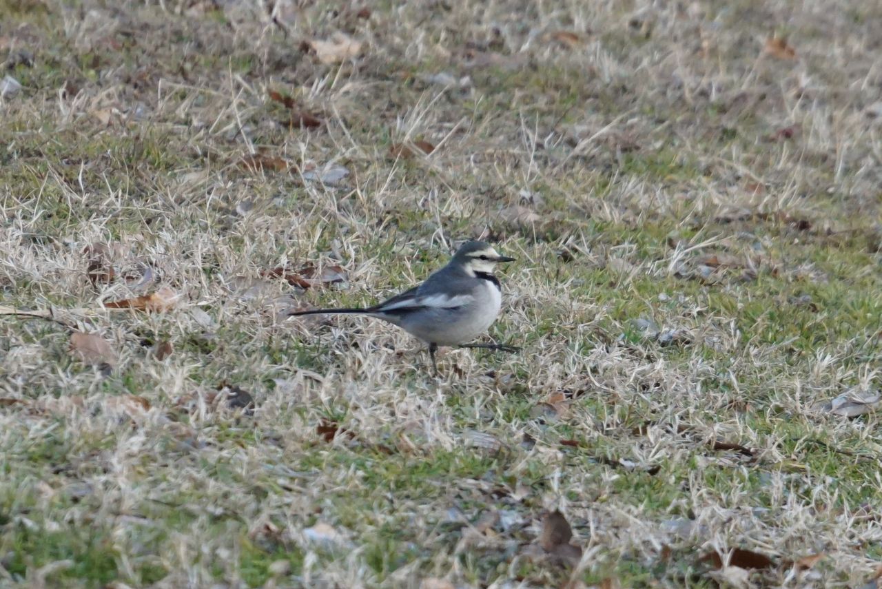 ハクセキレイ 白鶺鴒 庭に来る野鳥 ピノ子の庭 ハクセキレイ 白鶺鴒 庭に来る野鳥 ピノ子の庭