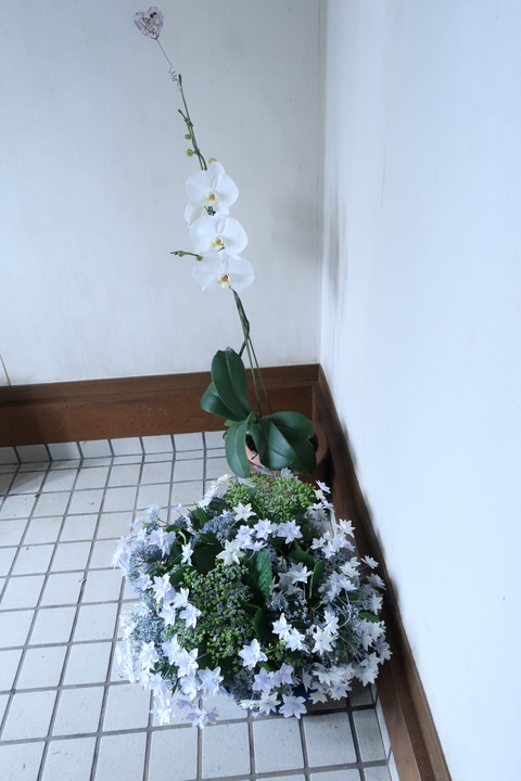 昨日の紫陽花と
