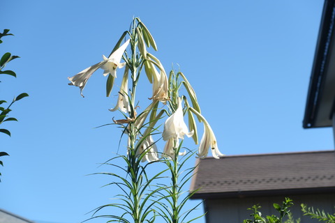 ８月10日高砂百合