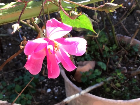 ラベンダードリーム冬の花